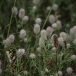 Trifolium arvenseBlüte