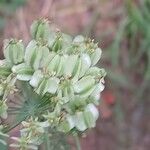 Laserpitium latifoliumFrucht