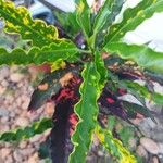 Codiaeum variegatum Лист