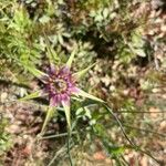 Tragopogon angustifolius 花