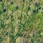 Cirsium vulgareÇiçek