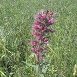 Echium creticum Flower