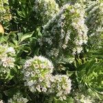 Echium decaisnei Flower