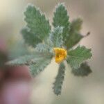 Turnera diffusa Flor