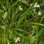 Arabidopsis halleri Hábitos