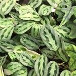 Maranta cristata Hoja
