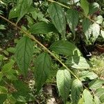 Buddleja lindleyana Foglia