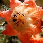 Caiophora chuquitensis Çiçek