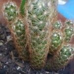 Mammillaria elongata Ліст