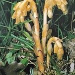 Monotropa hypopitys Hábito