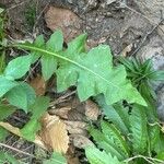 Sonchus congestus Frunză