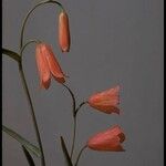 Fritillaria recurva Arall