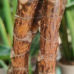 Ficus robusta 树皮