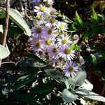 Aster amellus Hábitos