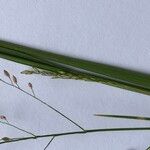 Panicum simile Flower