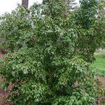 Cornus hongkongensis Habitat