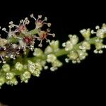 Hieronyma oblonga Flor