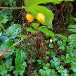 Prosartes smithii Fruit