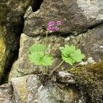 Primula matthioli Habitus