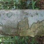 Licania laxiflora Bark