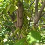 Cercis chinensis বাকল