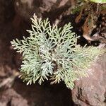 Artemisia thuscula Leaf