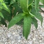 Veronica longifolia 葉