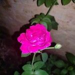 Rosa gallicaപുഷ്പം