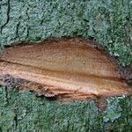 Irvingia excelsa چھال