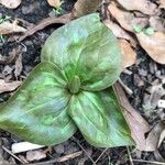 Trillium sessile 叶