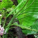 Polytaenium lineatum Feuille