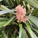 Helmholtzia glaberrima 花