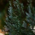Juniperus scopulorum Blatt