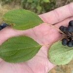 Rhamnus cathartica 葉