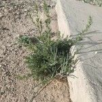 Artemisia scoparia Hábito
