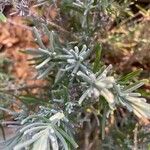 Lavandula maroccana Folha