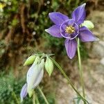 Aquilegia alpina Blomma