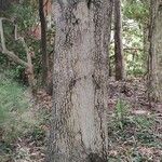 Prunus ilicifolia Bark