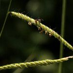 Urochloa trichopus Fruto