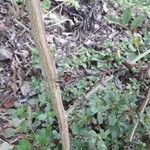 Indigofera suffruticosa ഫലം
