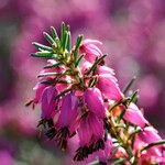 Erica herbacea Цветок