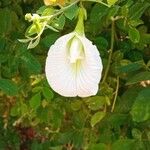 Clitoria ternatea Flower