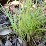 Carex distachya Habit