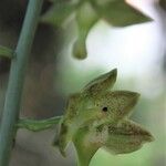 Eulophia gracilis