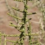 Aloysia deserticola Foglia