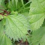 Boehmeria platanifolia Leaf