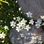 Arenaria ciliata Flor