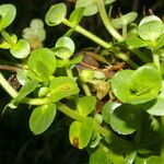 Bacopa salzmannii Leaf