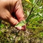 Verbena simplex Lapas