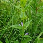 Scutellaria galericulata Elinympäristö